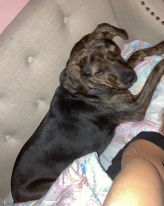 Free dog