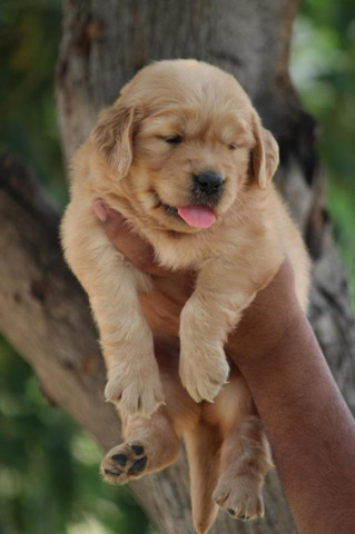 Golden Retriever – goden retriever