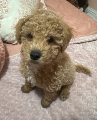Maltese – Maltipoo needs a Loving Home