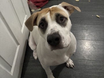 Labrador Retriever – looking for good home female pit/lab 2yr – Altadena