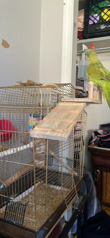 Quaker Parrot – Green Quaker Parrot