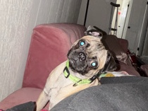 Pug – dog – Harlingen