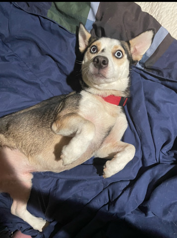 rehome