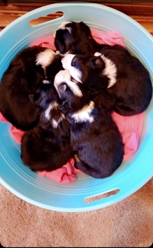 Border Collie – AKC border collies