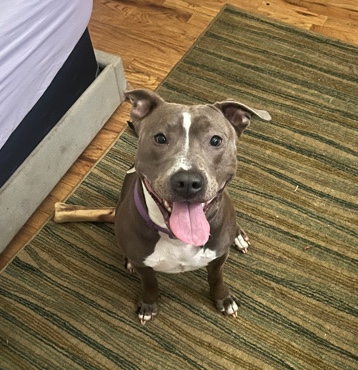 American Bulldog – Shadow