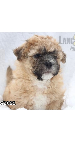 maltipoo