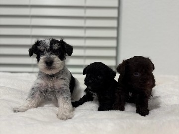 Miniature Schnauzer – mini schnauzers – Mont Belvieu