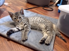 American Shorthair – Playful Grey w| Stripes Kitten for Sale – Chicago – Burbank
