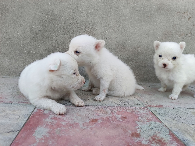 Pomeranian – Pomeranian puppies for sale