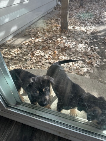 German shepherd/ border collie puppies
