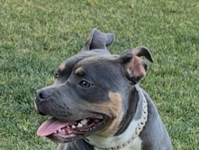 American Bulldog – American bulldog – Litchfield Park