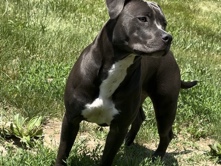American Bulldog – Female Blue Nose American Bull Dog (Merle) free – Belleville