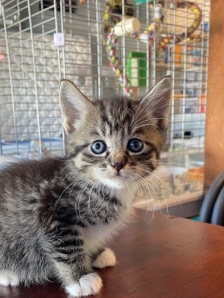 Russian White, Black and Tabby – girl tabby kitten for sale
