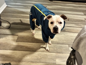American Pit Bull Terrier – terrior mix – Orlando