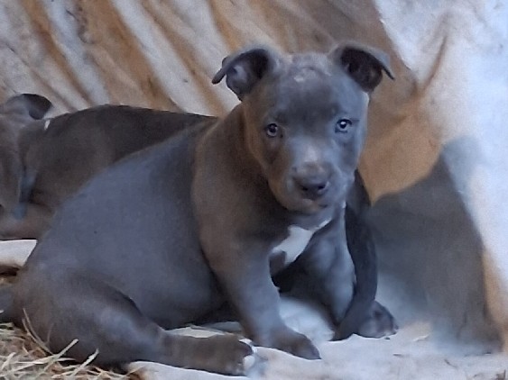 Female American Bully Mix – Conroe