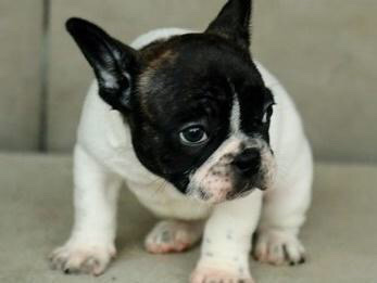 Bulldog – French bulldog puppies for sale