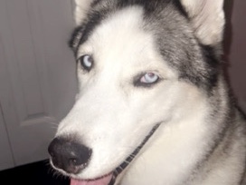 Siberian Husky – Siberian Husky