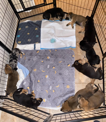 Australian Shepherd – Puppies that need the perfect Home:)