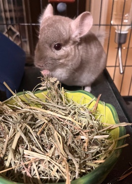 Any – Chinchilla