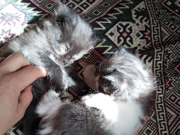 Scottish Fold – scotish fold – Dadak