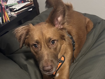 German Shepherd – Rehoming German Shepherd mix – Portland