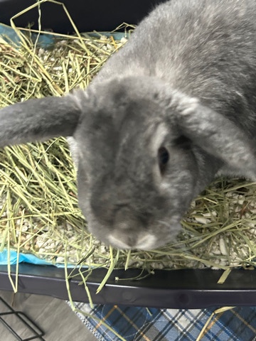 Holland Lop – Bunny needs new home