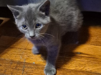 American Shorthair – kitten for sale in bronx, NY – New York City