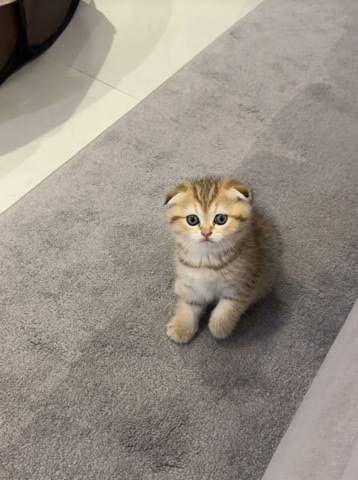 Scottish Fold – Pure NY12 Scottish Fold