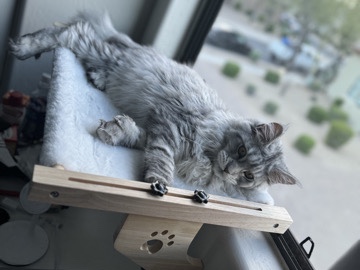 Maine Coon - Maine ****  available for adoption in Elk Grove