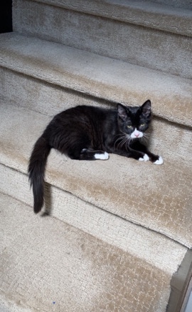 Norwegian Forest cat – black and white cat available for rehoming