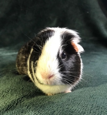 Any – Guinea Pigs In Need Of New Homes