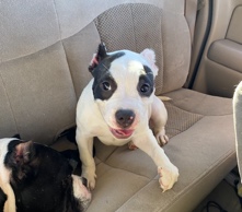 American Staffordshire Terrier – American bully