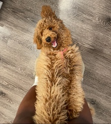 Poodle – Sage 8month poodle