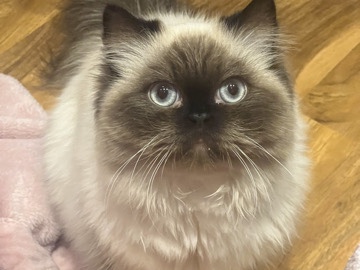 Himalayan – persian hymilian cat – South Croydon