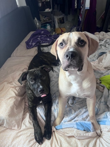 Cane Corso – 2 cane corso brother