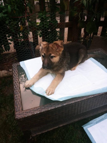 German Shepherd – German Shepard puppies
