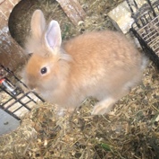Lionhead – rabbits for sale