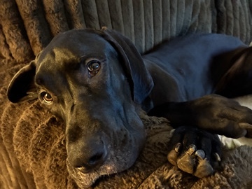 Great Dane – Athena – Jacksonville