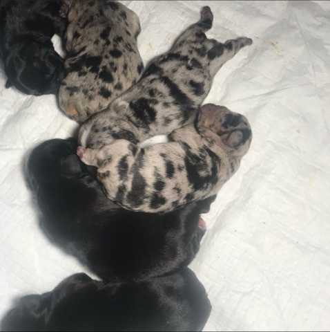 French Bulldog – micro French bulldog