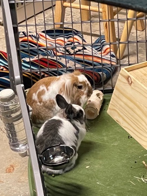 Holland Lop – Female and Male Bunnies