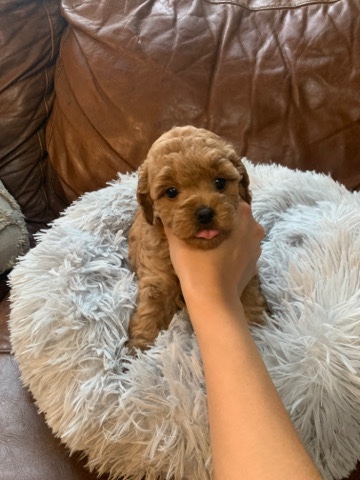 Poodle – toy poodles