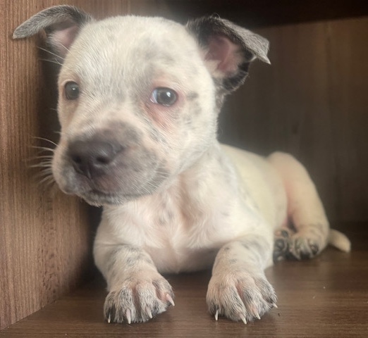 Australian Cattle Dog – puppy puppies
