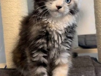 Maine Coon – Kittens – Thomasville