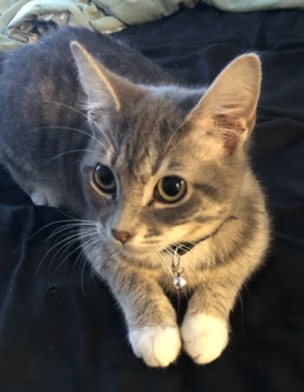 Sweet kitten needs a home
