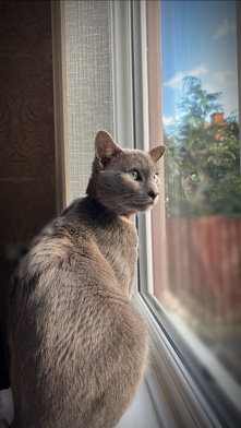 Russian Blue – beautiful blue eyes Russian blue male