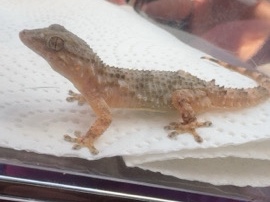 Mauergecko abzugeben – nur in erfahrene Hände – Sonnenbühl