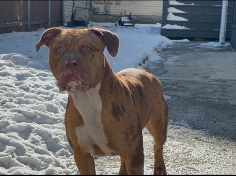 American Bulldog – Nala (Rehome-Free) – Johnston