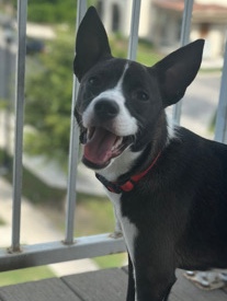 Rat Terrier – free boy dog very friendly 1 years old