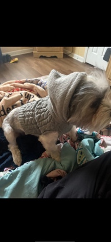 Shih Tzu – panda needs a new home read description please