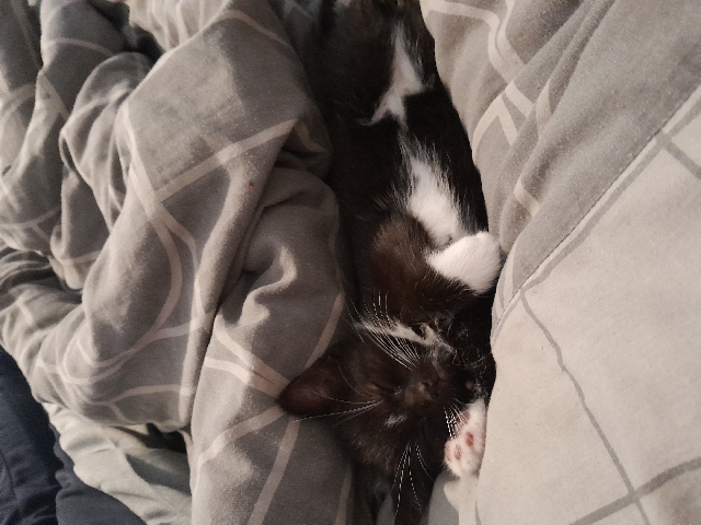 male kitten